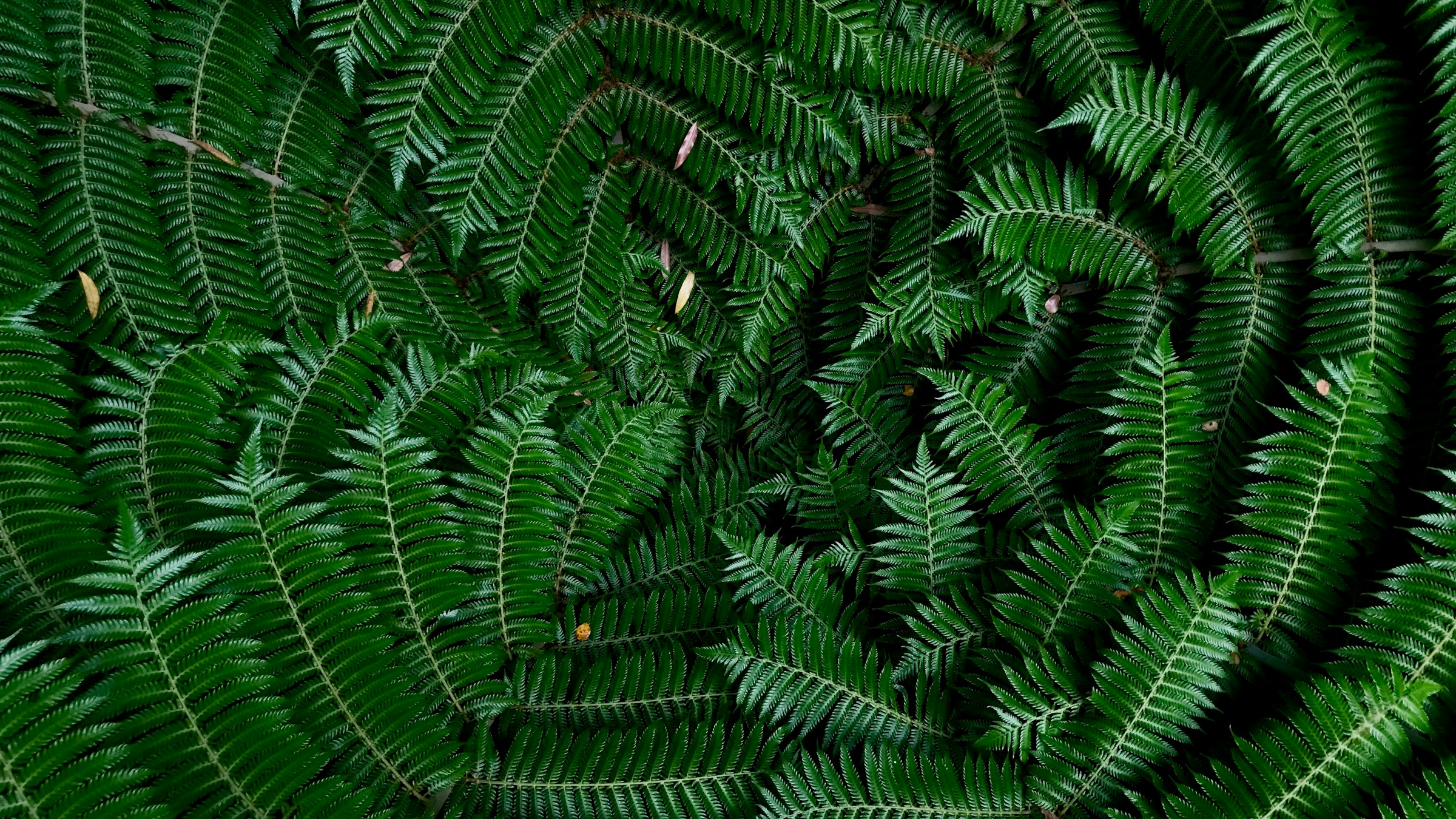 Botanical image study placeholder. An approved New Zealand native foliage photograph is still required.