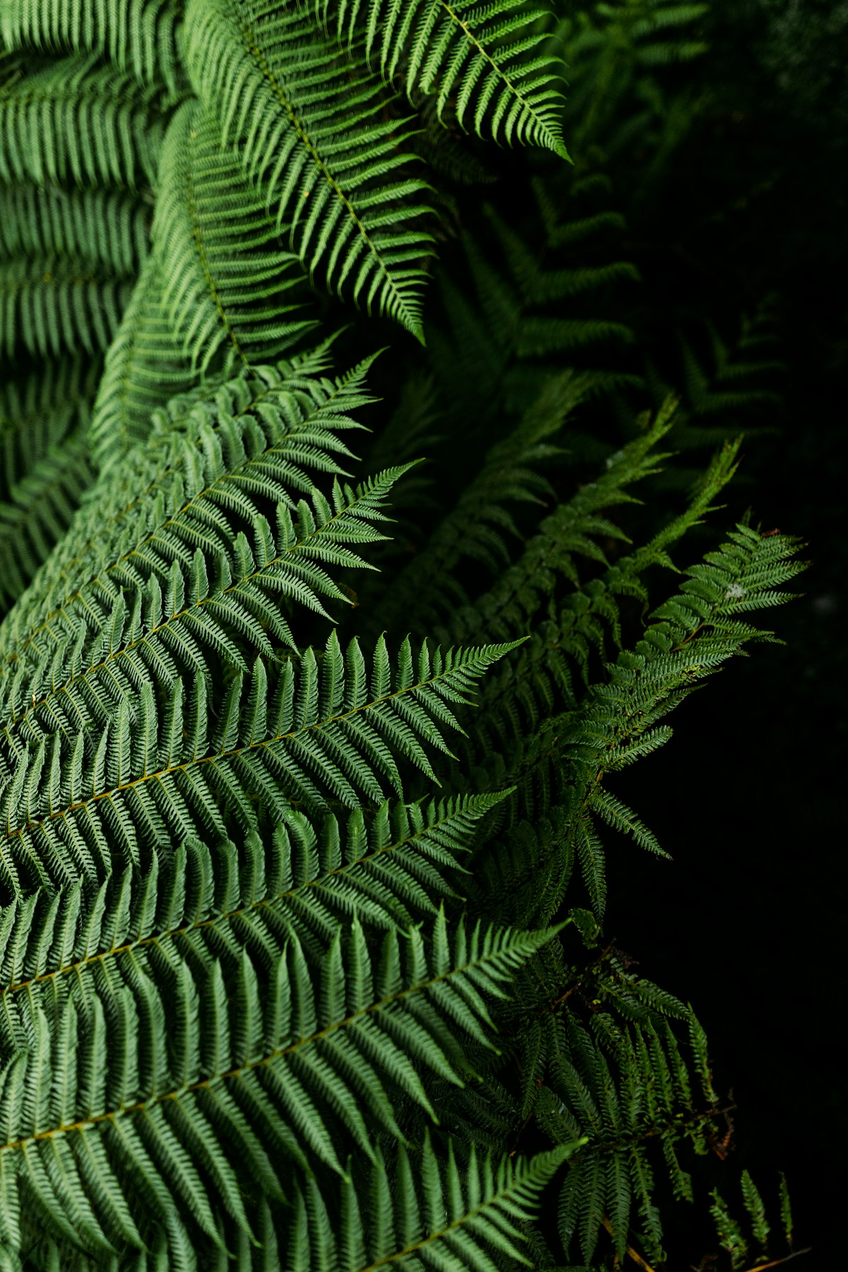 Fern image study placeholder