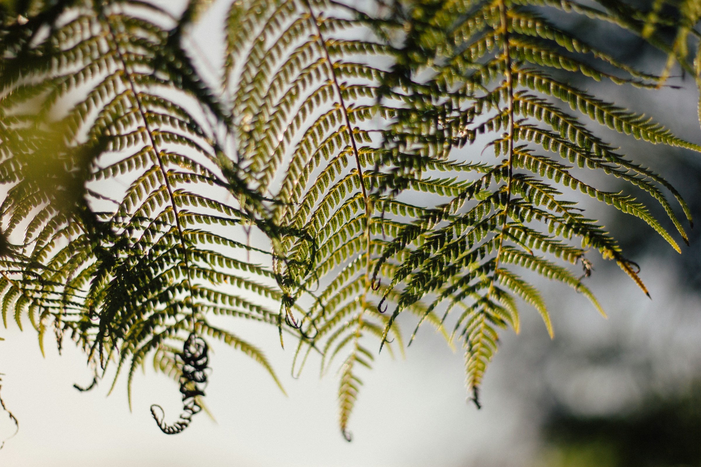 Native foliage close-up photograph placeholder